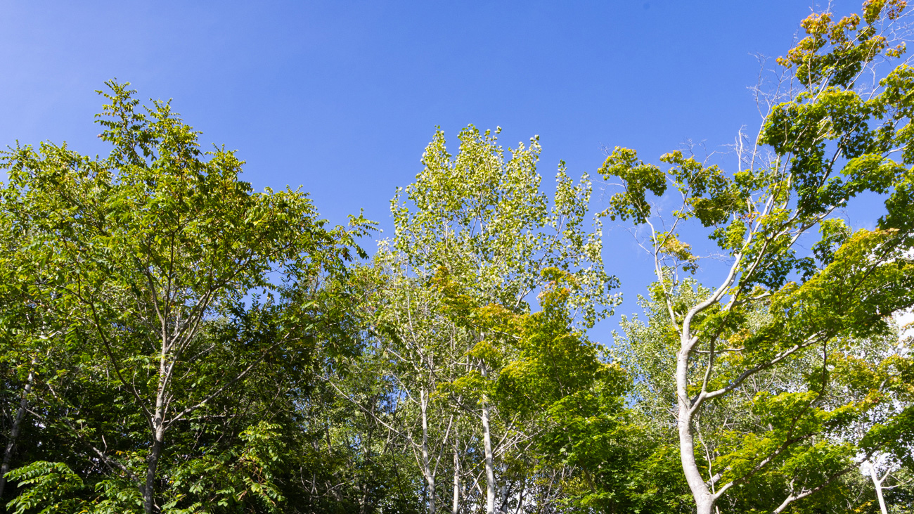 Forest Stage Karuizawa イメージ